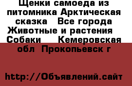 Щенки самоеда из питомника Арктическая сказка - Все города Животные и растения » Собаки   . Кемеровская обл.,Прокопьевск г.